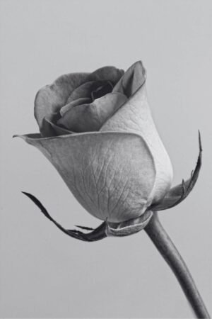 Black and White Picture of a Rose Print framd poster and canvas wall art