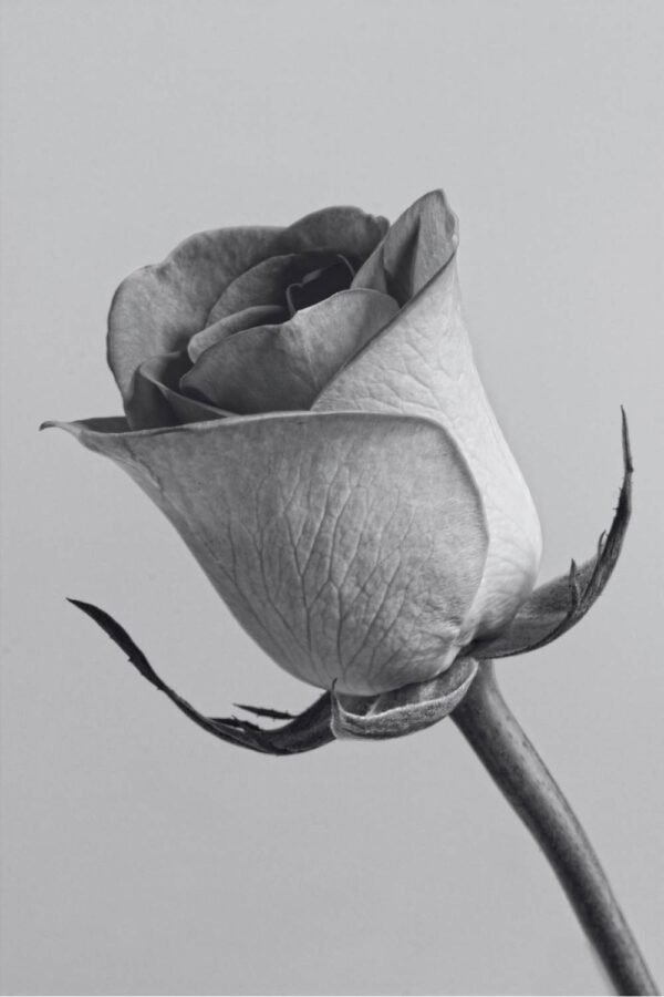 Black and White Picture of a Rose Print framd poster and canvas wall art