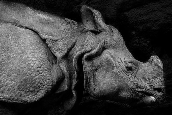 Black and White Rhino Horizontal Side Close-up Photo Print, framed poster and canvas wall art