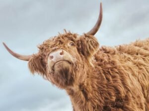 Framed Highland Cow Close-up from Below Picture Print framed poster and canvas wall art