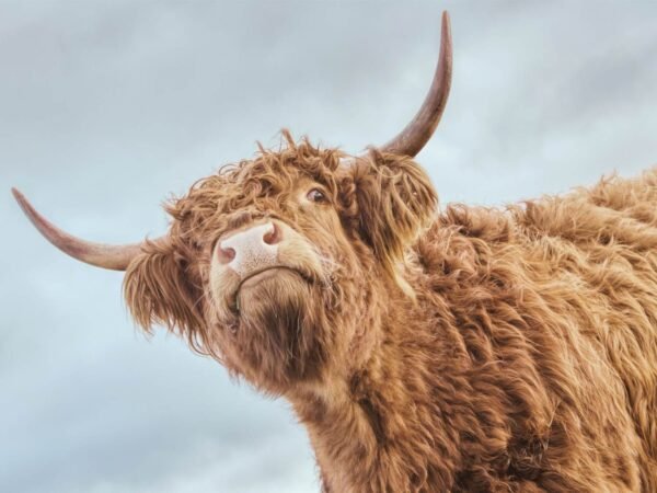 Framed Highland Cow Close-up from Below Picture Print framed poster and canvas wall art