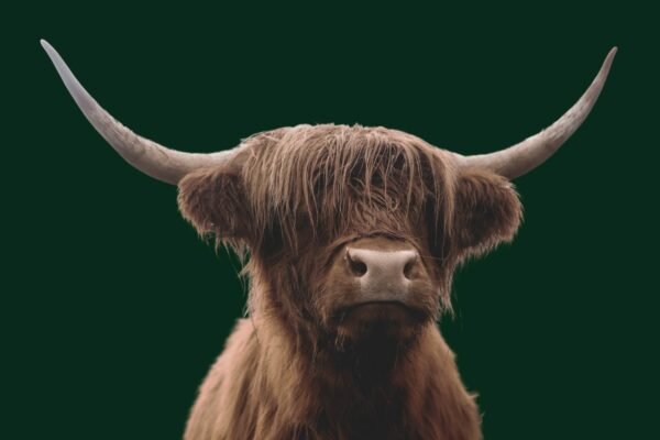 Rustic Highland Cow Canvas Wall Art Print and Framed Horizontal Poster
