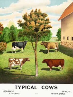 Typical cows Holstein, Ayrshire, Jersey and Short Horn Wall Art Canvas and Framed Poster print