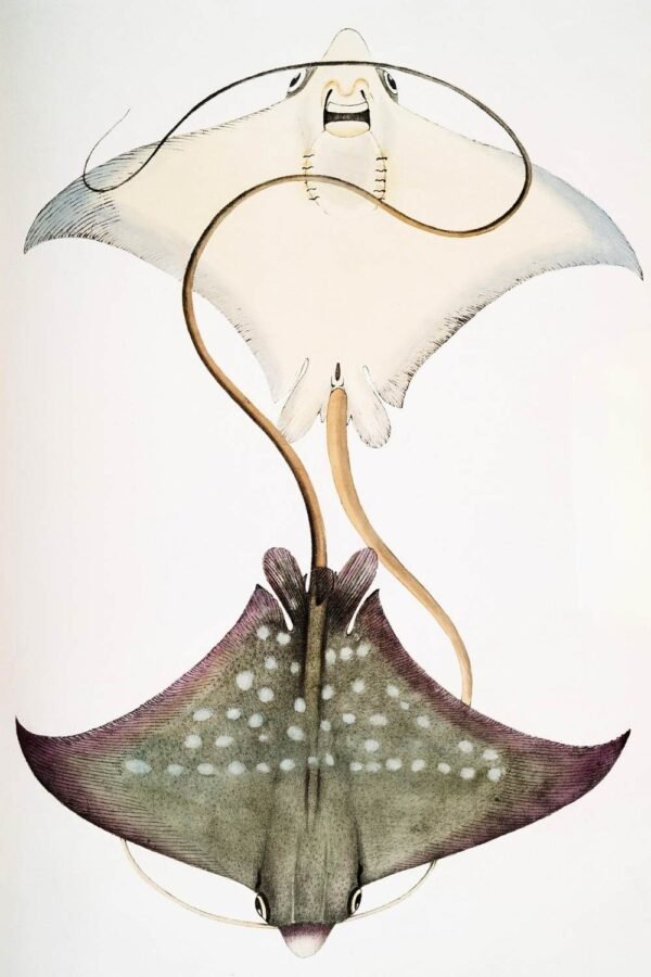 Vintage Stingray Fish Poster, framed canvas wall art print