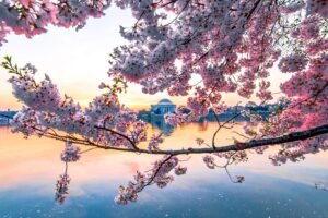 Washington Dc Cherry Blossoms at Sunset Picture Art Print Framed Poster and Canvas Wall Art