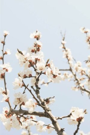 White Flowering Cherry Picture Art Print framed poster and canvas wall art