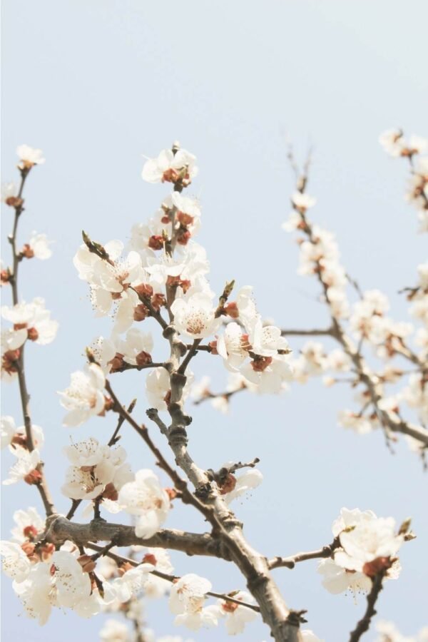White Flowering Cherry Picture Art Print framed poster and canvas wall art