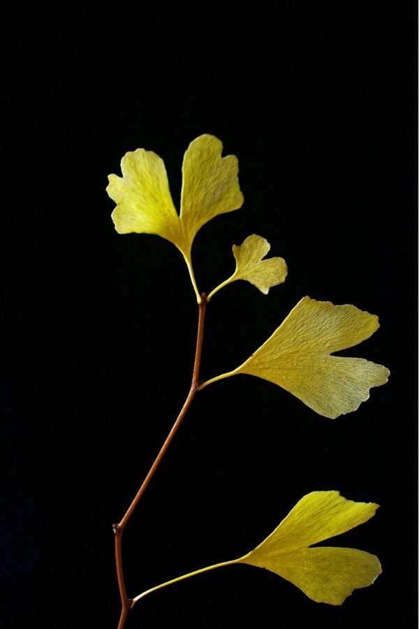 Yellow Ginkgo Biloba Leaf Picture Wall Art Print framed poster and canvas art