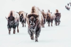 American Bison Herd Walking on Snow Canvas Wall Art and Framed Poster Print