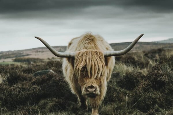 Highland Longhorn Framed Art Print Canvas Wall Art and Framed Poster