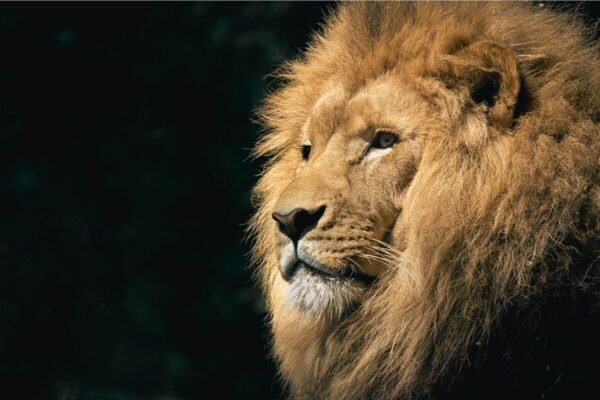 Horizontal Lion Picture Wall Art Print canvas and framed poster