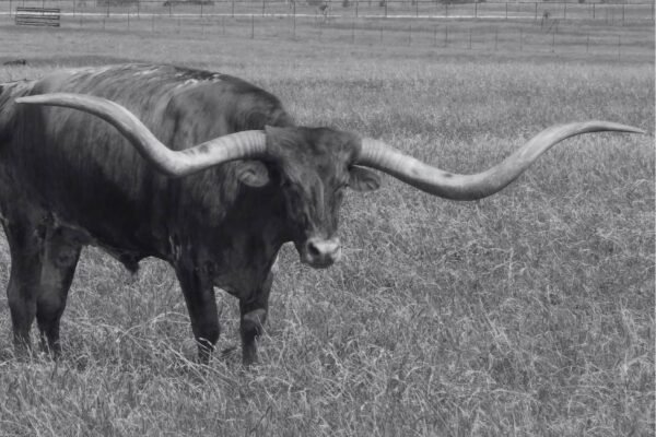 Large Black and White Longhorn Canvas Picture Wall Art Print and Framed Poster