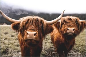 Neutral Highland Cow Canvas Art Print​ and Framed Poster Wall Art