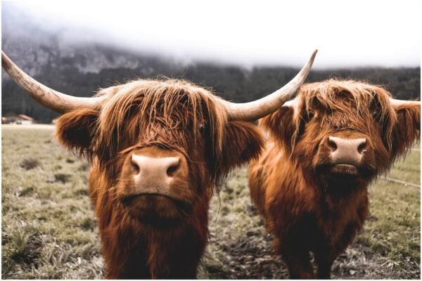 Neutral Highland Cow Canvas Art Print​ and Framed Poster Wall Art