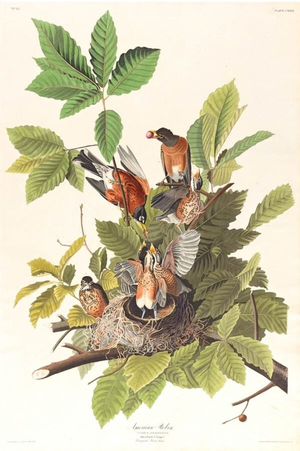 John James Audubon American Robin Print