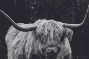 Australia Highland Cow Black and White Print