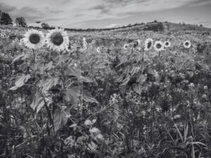 Black and White Sunflower Field Wall Art Print
