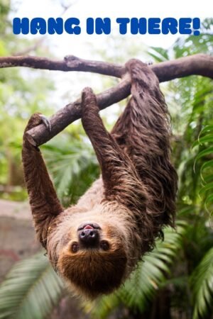 Hang in There Sloth Poster Motivational Wall Art Print