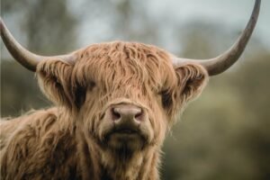 Horizontal Extra Large Highland Cow Photographic Print Framed Poster and Canvas Wall Art