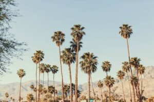 Palm Springs Palm Trees Wall Art Print