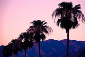 Palm Trees and Mountains in the Coachella Valley Near Palm Springs Wall Art Print Framed Canvas and poster print