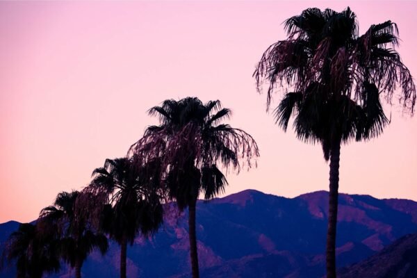 Palm Trees and Mountains in the Coachella Valley Near Palm Springs Wall Art Print Framed Canvas and poster print