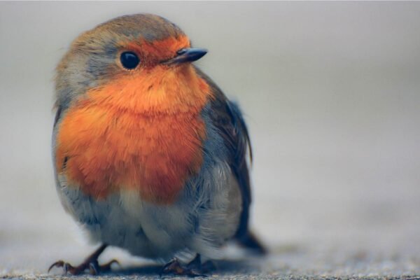 Red Robin Wall Art Picture Print
