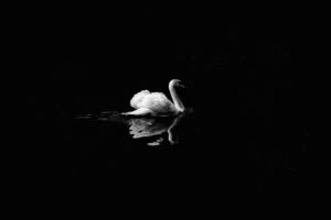 White Swan Floating on Dark Water Wall Art Print